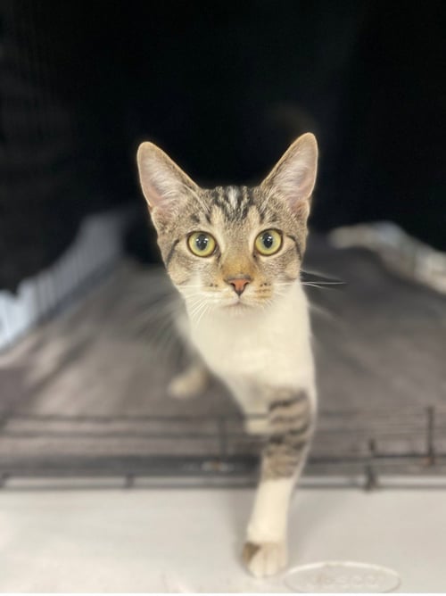 MARYLYNN - Domestic Short Hair available for adoption