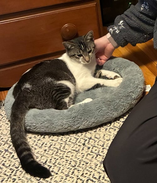 MARYLYNN - Domestic Short Hair available for adoption