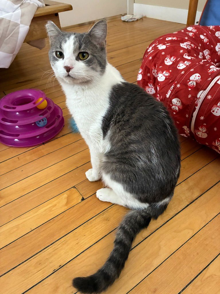 MARTY - Domestic Short Hair available for adoption