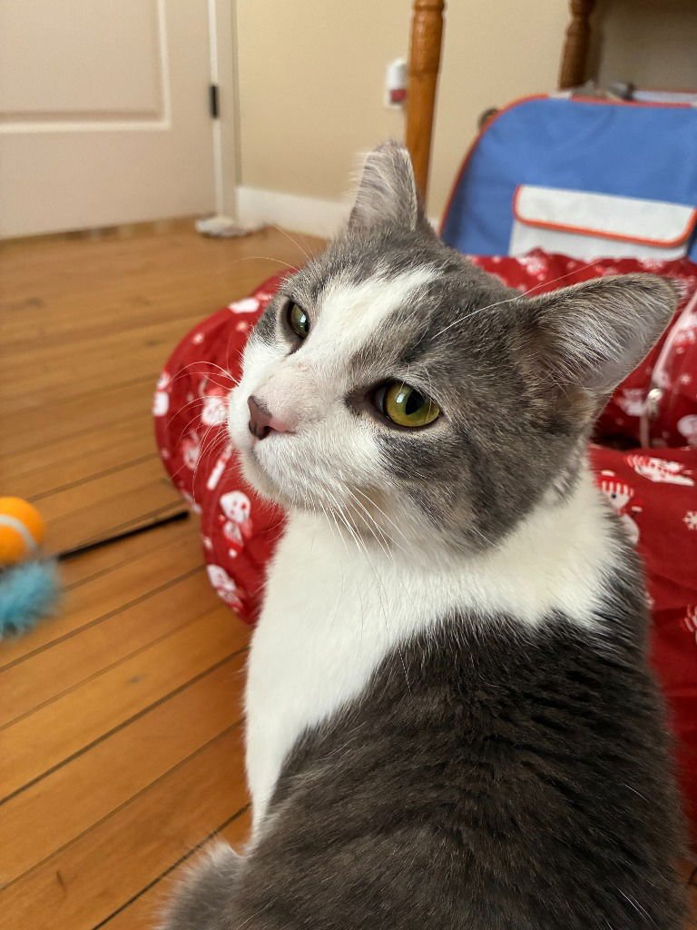 MARTY - Domestic Short Hair available for adoption