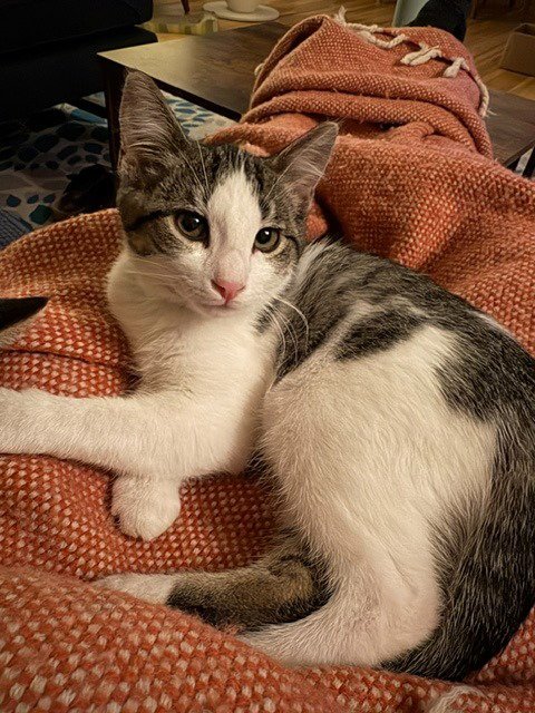 ANITA - Domestic Short Hair available for adoption