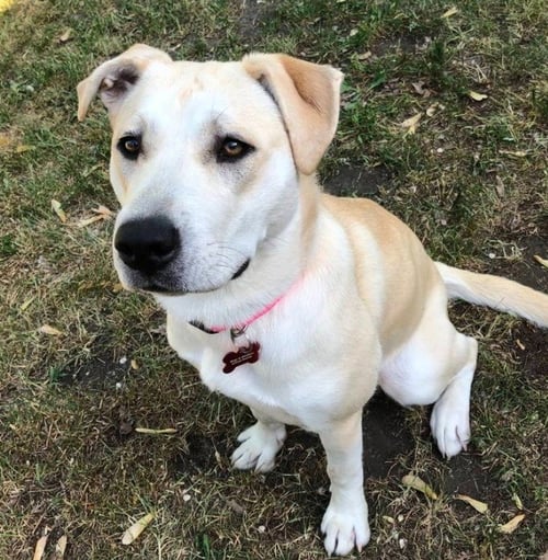 ELSIE - Labrador Retriever / Terrier available for adoption