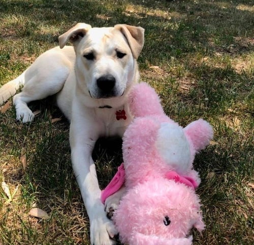 ELSIE - Labrador Retriever / Terrier available for adoption
