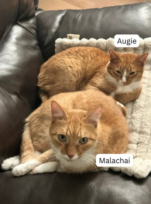 AUGIE / MALACHAI - Domestic Short Hair available for adoption