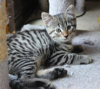 Noxy - Pending Adoption - Photo 3