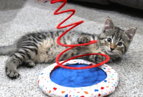 NOXY - PENDING ADOPTION - Domestic Short Hair available for adoption