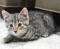 Noxy - Pending Adoption - Photo 4