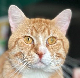 SIMBA-PENDING ADOPTION