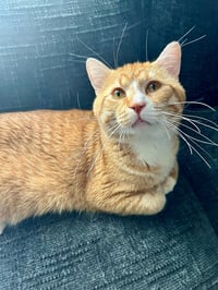 Simba-Pending Adoption - Photo 3