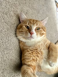 Simba-Pending Adoption - Photo 4