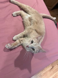 Tinker / Magic - Photo 4