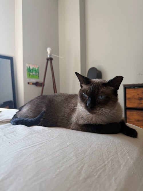 AUDEN- NO LONGER ACCEPTING APPLICATIONS - Siamese available for adoption