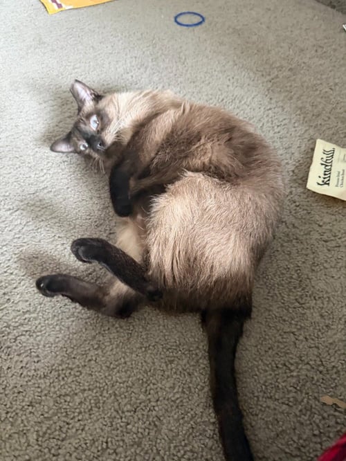 AUDEN- NO LONGER ACCEPTING APPLICATIONS - Siamese available for adoption
