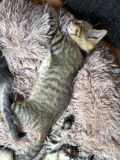 HUEY - Domestic Short Hair available for adoption