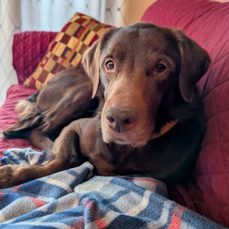 Copper - No Longer Accepting Applications Image