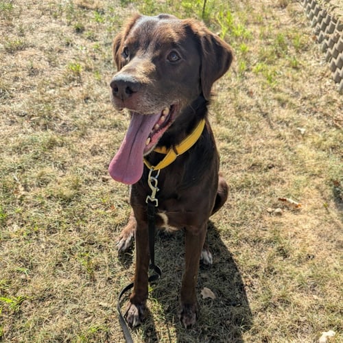 COPPER - NO LONGER ACCEPTING APPLICATIONS - Chocolate Labrador Retriever / Brittany available for adoption