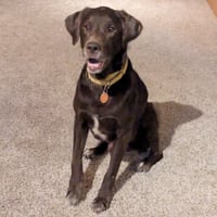 Copper - No Longer Accepting Applications - Photo 4