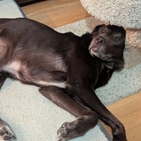 Copper - No Longer Accepting Applications - Photo 3