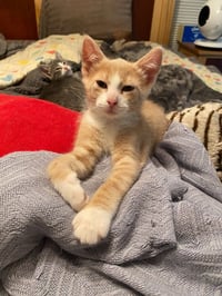 Agent Cedric (FeLV+) - Photo 2