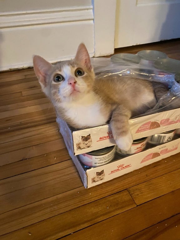Agent Cedric (FeLV+) Image