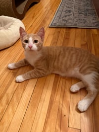 Agent Cedric (FeLV+) - Photo 3
