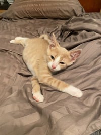 Agent Cedric (FeLV+) - Photo 4