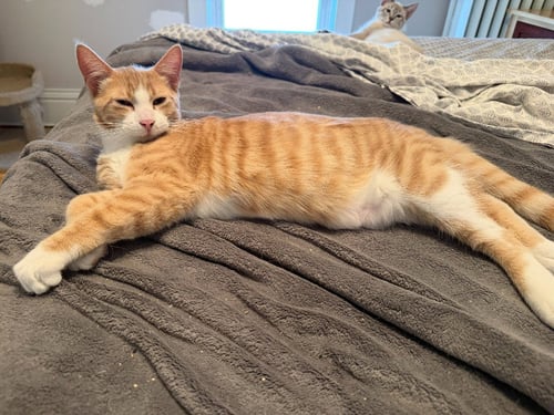 AGENT CEDRIC (FELV+) - Domestic Short Hair available for adoption