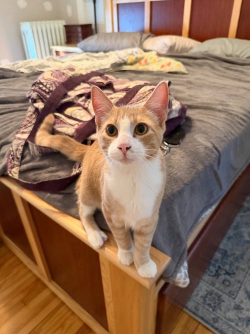 AGENT CEDRIC (FELV+) - Domestic Short Hair available for adoption
