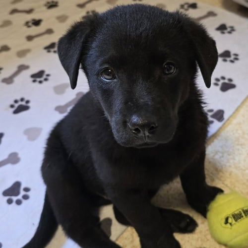 CLIFFORD - NO LONGER ACCEPTING APPLICATIONS