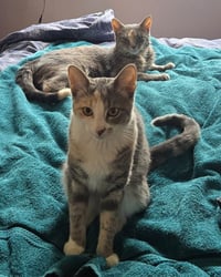 Peaches (FIV+) / Timida - Photo 1