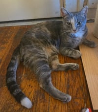 Peaches (FIV+) / Timida - Photo 2