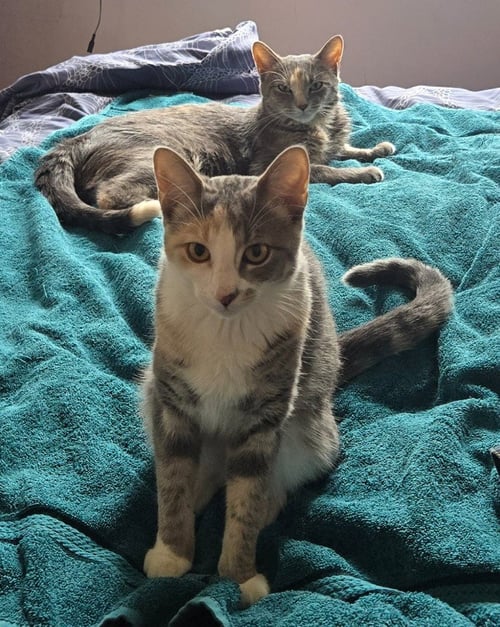 PEACHES (FIV+) / TIMIDA - Domestic Short Hair available for adoption