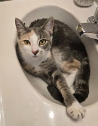 Peaches (FIV+) / Timida - Photo 3