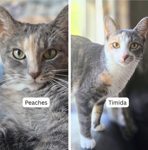 PEACHES (FIV+) / TIMIDA - Domestic Short Hair for adoption in St. Paul