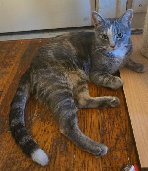 PEACHES (FIV+) / TIMIDA - Domestic Short Hair available for adoption