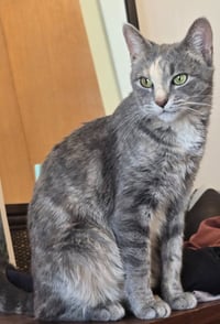 Peaches (FIV+) / Timida - Photo 4