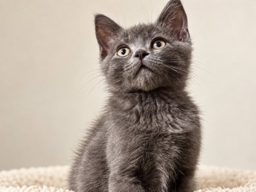 WEST - Domestic Short Hair available for adoption