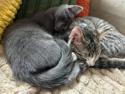WEST - Domestic Short Hair available for adoption