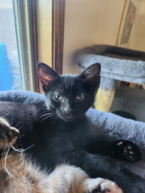 NITRO -PENDING ADOPTION - Domestic Short Hair available for adoption