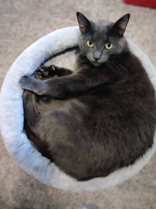 FRESA (FIV+) - Domestic Short Hair available for adoption