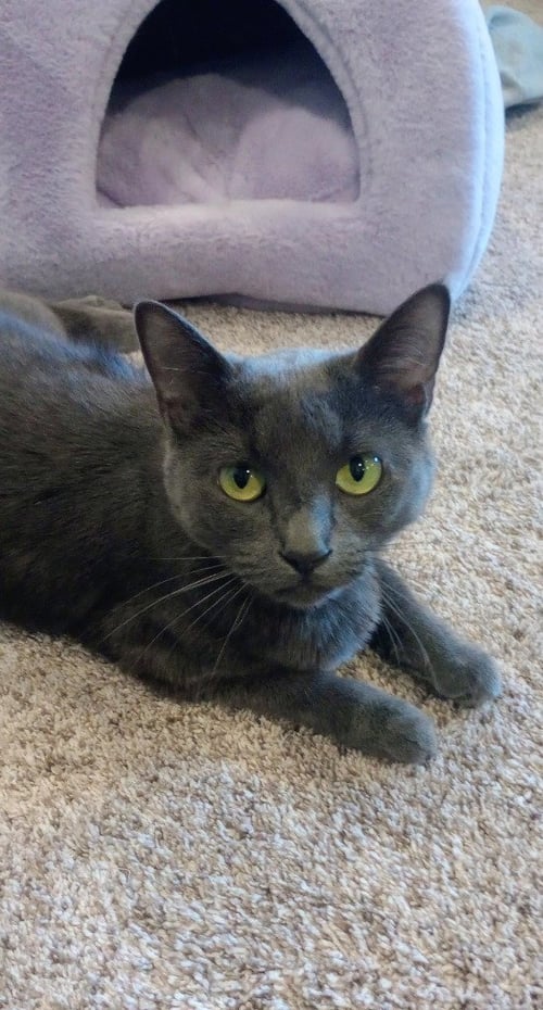 FRESA (FIV+) - Domestic Short Hair available for adoption