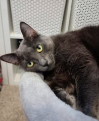 Fresa (FIV+) - Photo 3