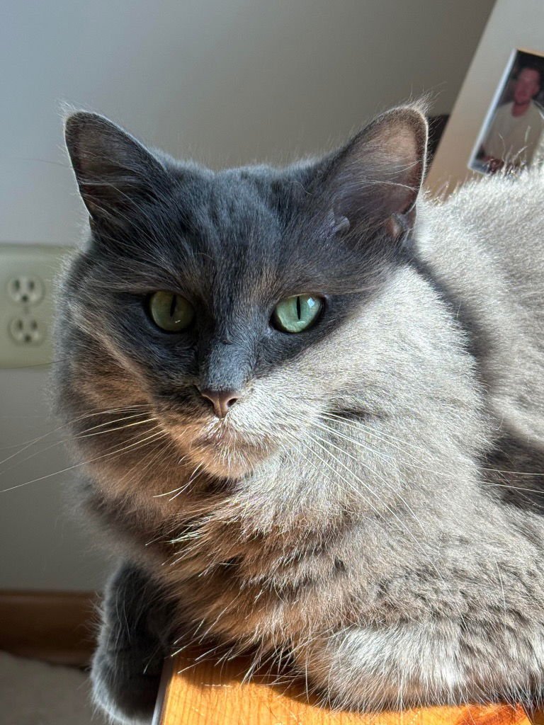 DAISY - Domestic Medium Hair available for adoption