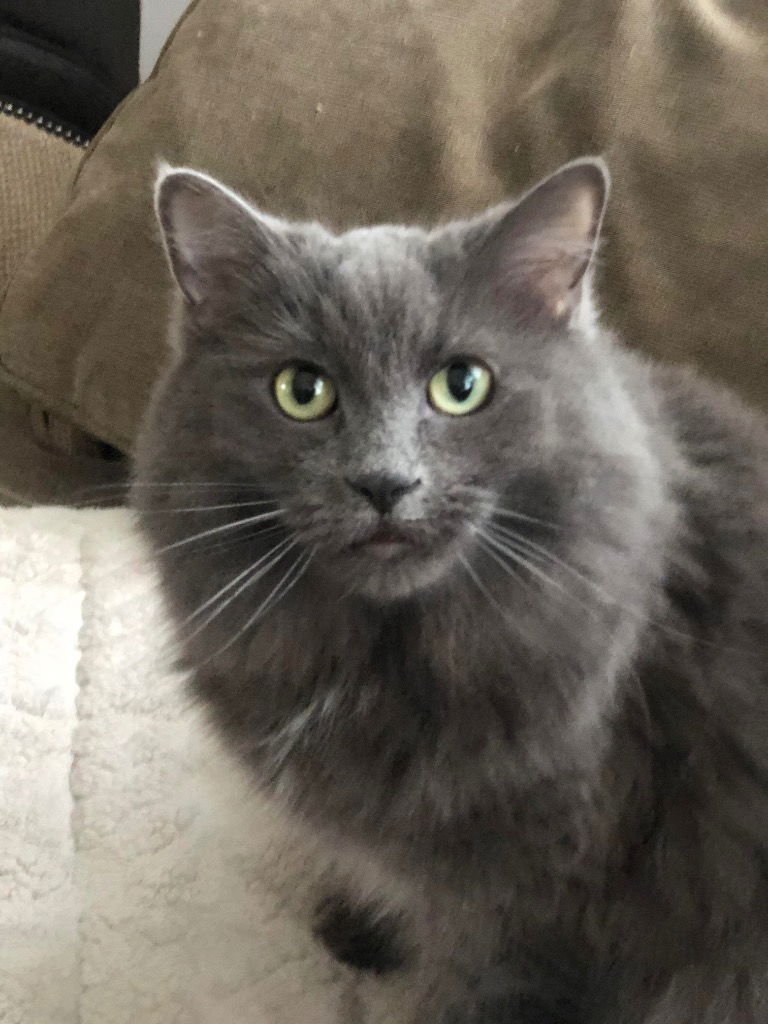 DAISY - Domestic Medium Hair available for adoption