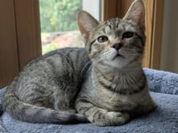 Sprout / Fern - Photo 2