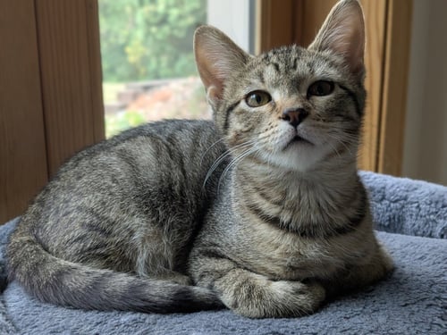 SPROUT / FERN - Domestic Short Hair available for adoption