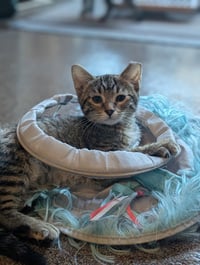 Sprout / Fern - Photo 3
