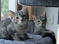 Sprout / Fern - Photo 4