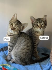 Sprout / Fern - Photo 1