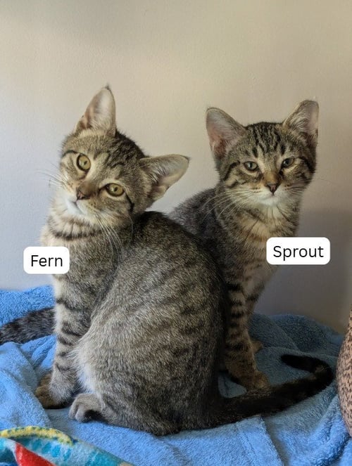 SPROUT / FERN - Domestic Short Hair for adoption in St. Paul